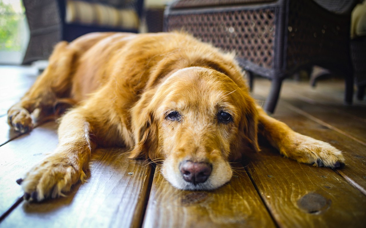 Cane anziano che sta disteso sul pavimento