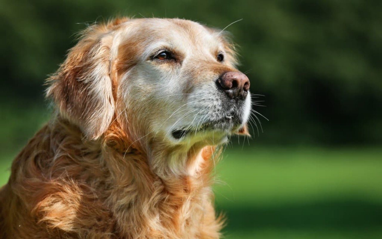 cane anziano con il pelo bianco sul muso