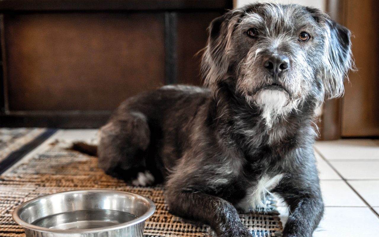 cane anziano disteso accanto alla sua ciotola dell'acqua