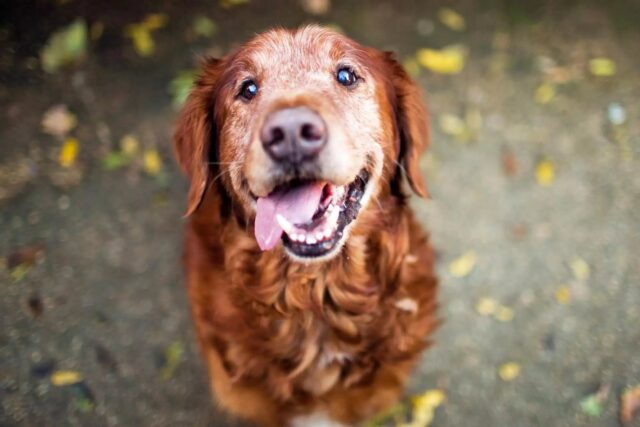 Come far stare meglio un cane con l’artrite