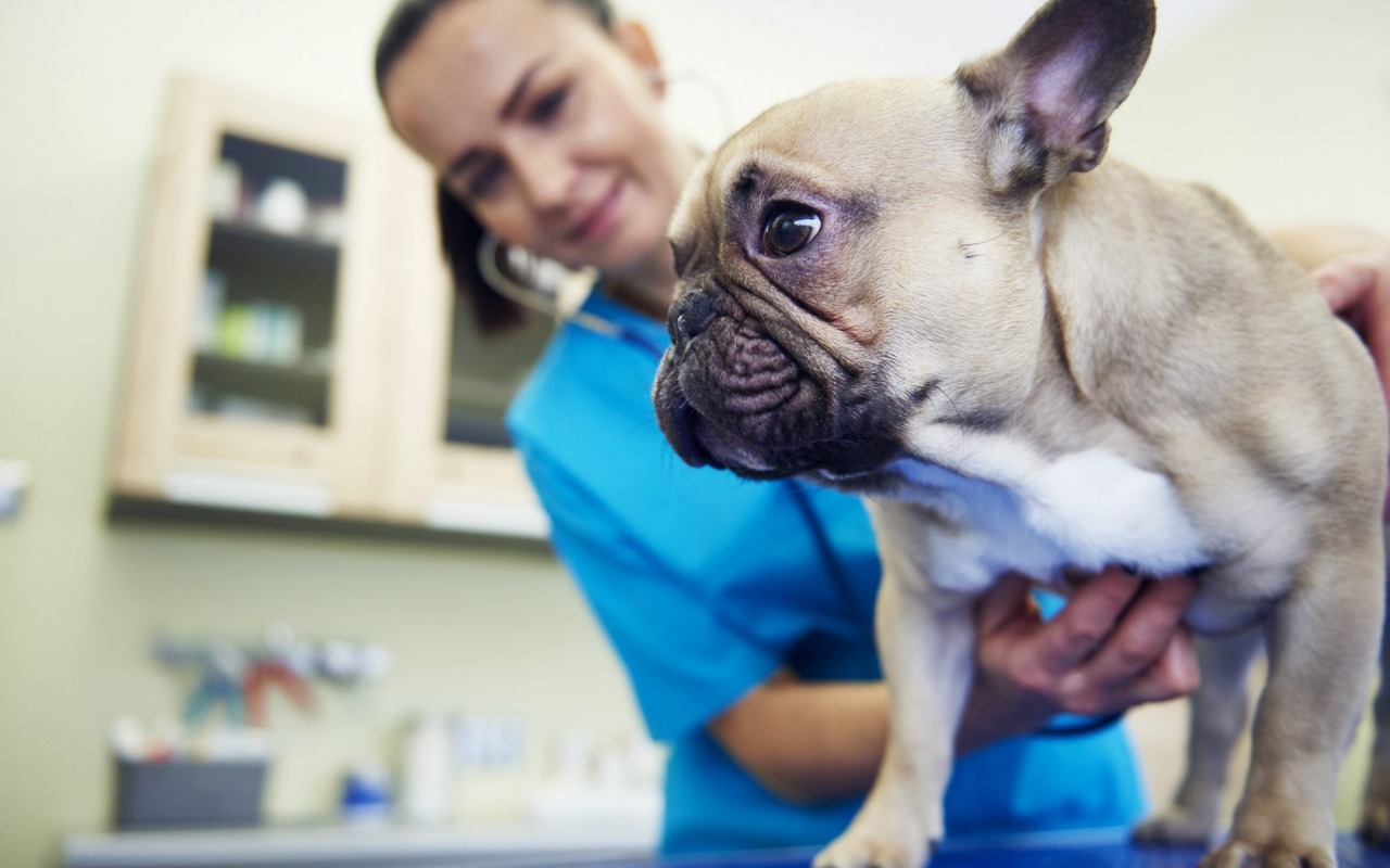 cane che si lascia controllare dal veterinario