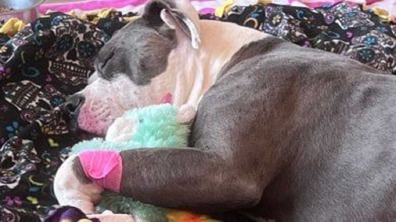 Pitbull dorme con il giocattolo
