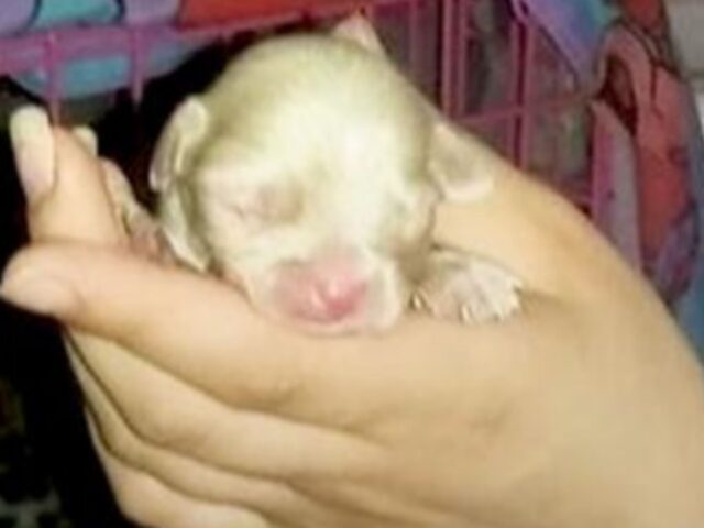Una donna salva un cane albino abbandonato, senza immaginare che le avrebbe cambiato la vita