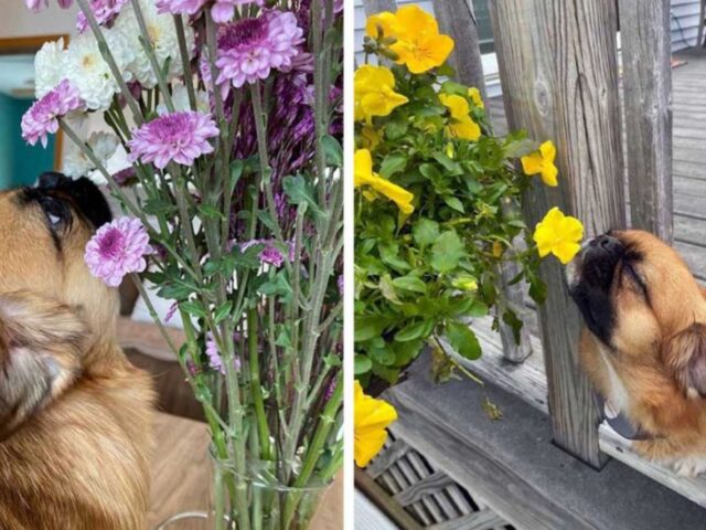 Non lo fermerà nessuno: questo cane annuserà tutti i fiori che troverà sul suo cammino