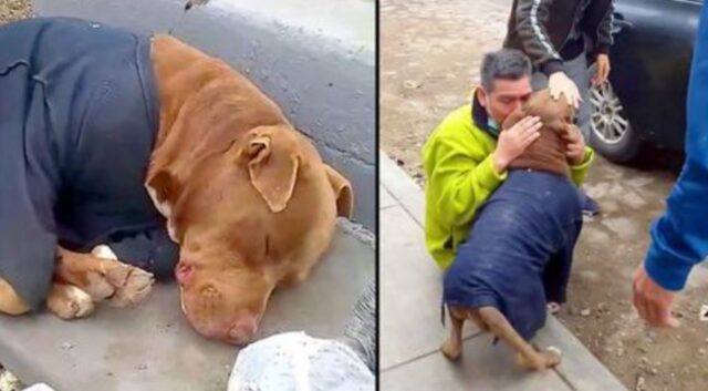 L’uomo piange quando si riunisce con il suo cucciolo che ha trascorso 5 mesi sopravvivendo per strada