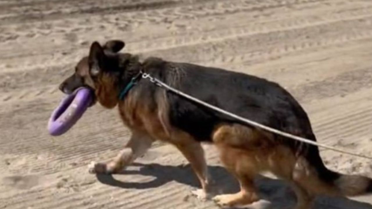 cane anziano sulla sabbia