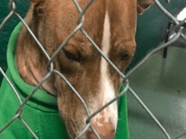 Il cane del rifugio indossava lo stesso maglione da mesi per avere calore, ma la felicità è arrivata