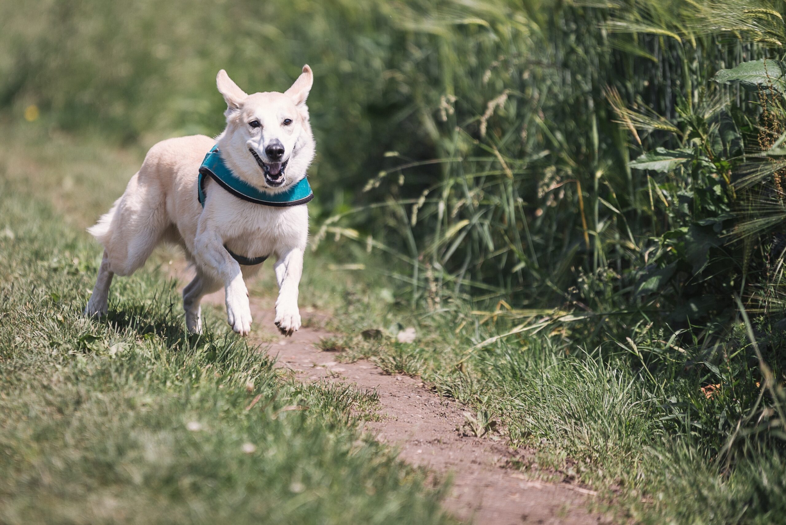 cane corre su sentiero