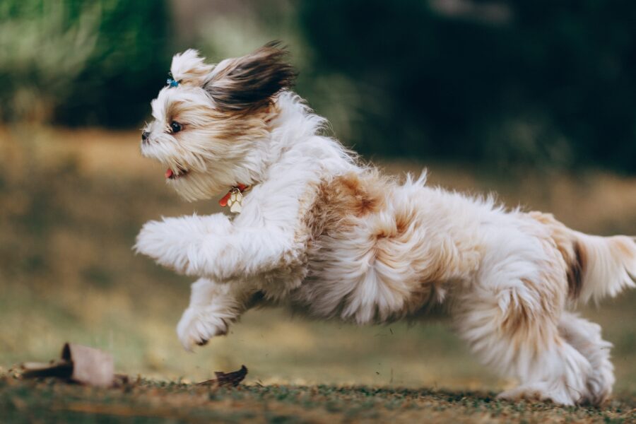 cane di piccola taglia corre