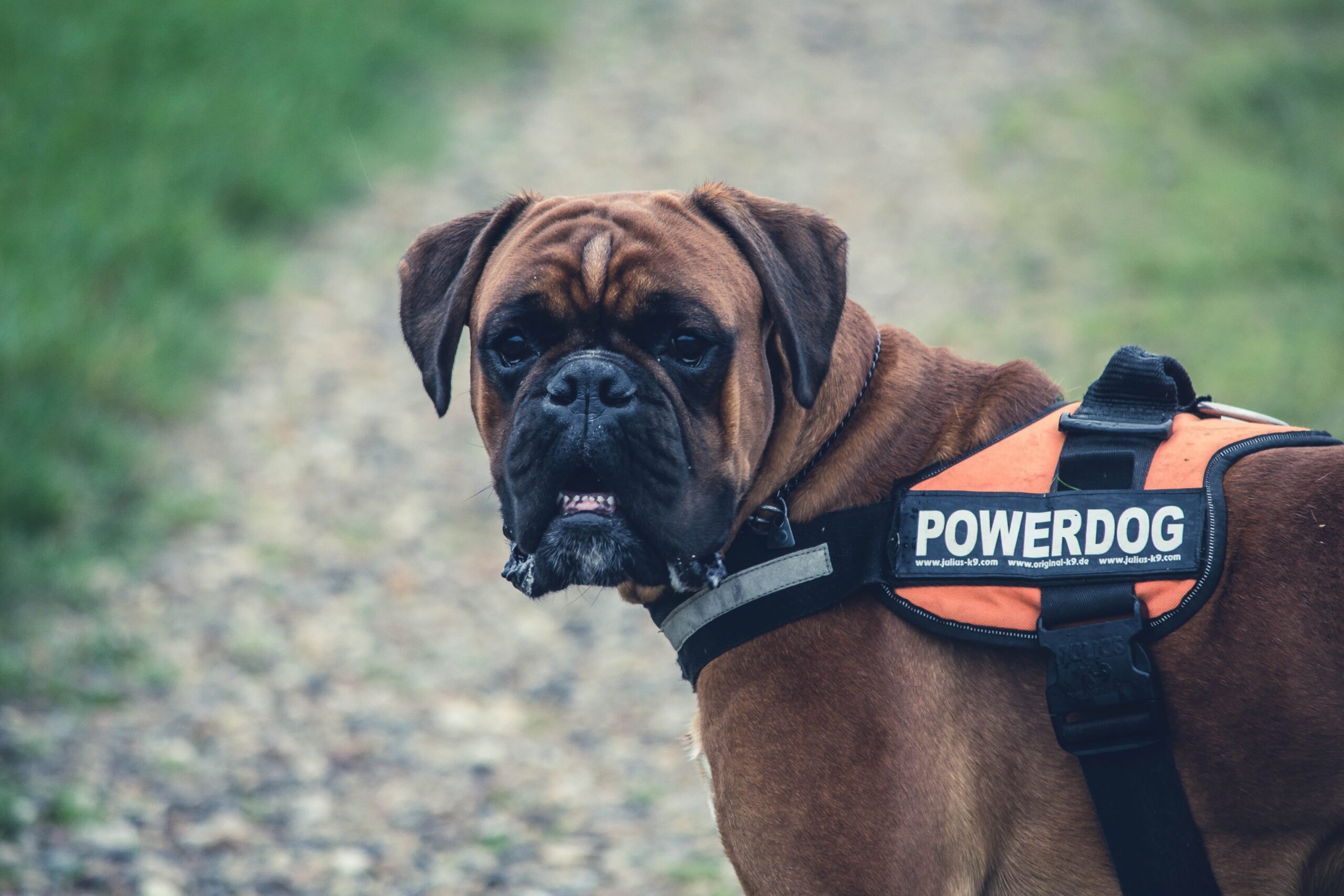 boxer cane con pettorina