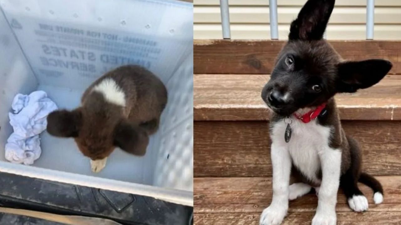 cagnolino con collare rosso