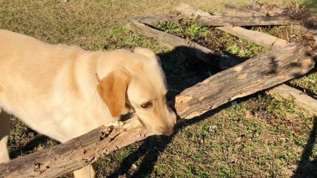 cane che cammina sul prato