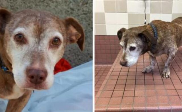 Dopo 11 anni per strada il cane cieco e stanco è riuscito a trovare l’amore che meritava