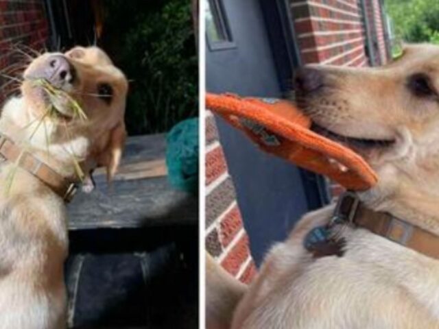 Ogni giorno questo cane decide di dare il benvenuto alla sua mamma umana con un regalo diverso