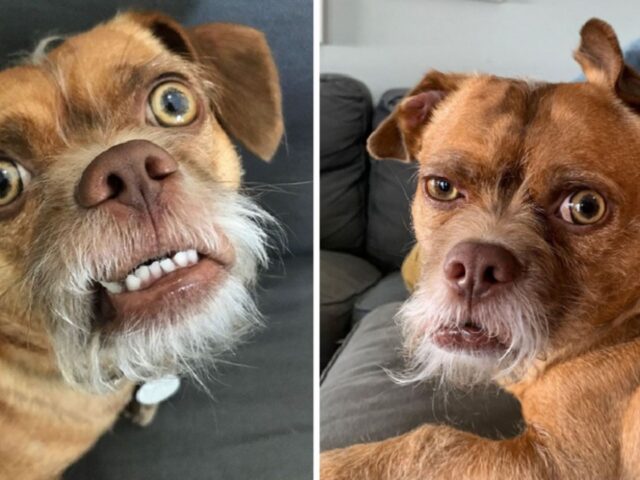 È stato abbandonato due volte a causa della sua barba, nessuno voleva questo cane ma poi un nuovo padrone ha cambiato le cose