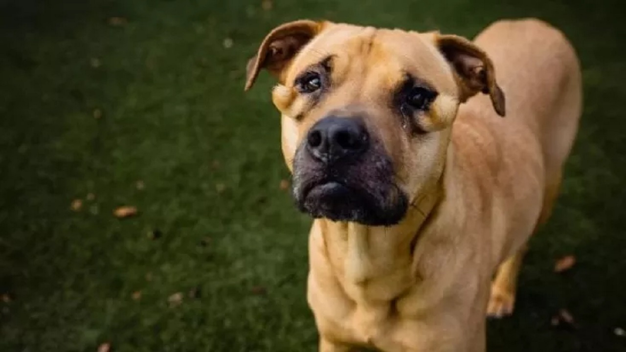 Cane con le borse sotto gli occhi