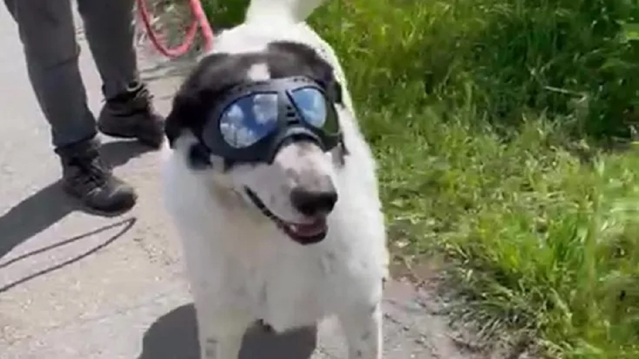 Cane bianco e nero con occhiali