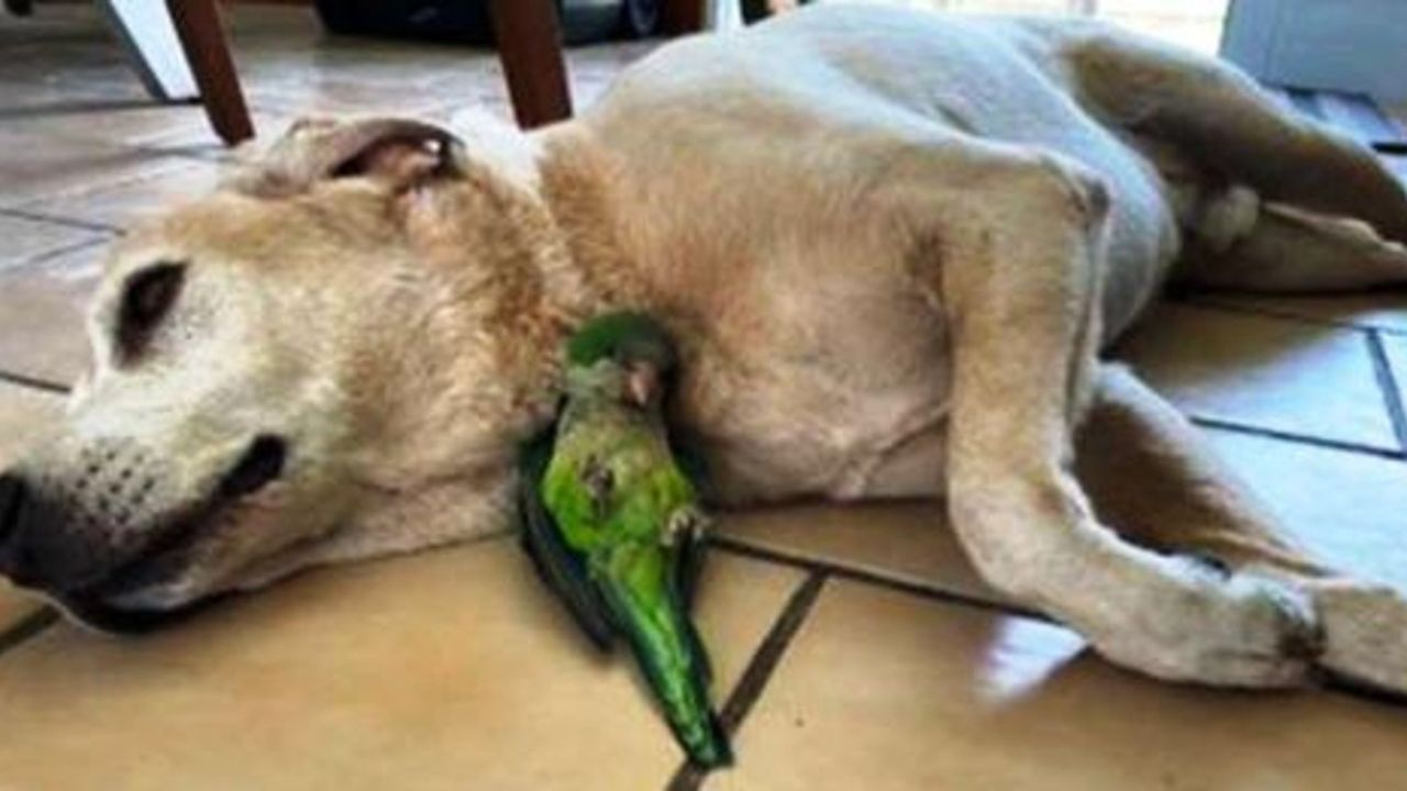 cane con pappagallo