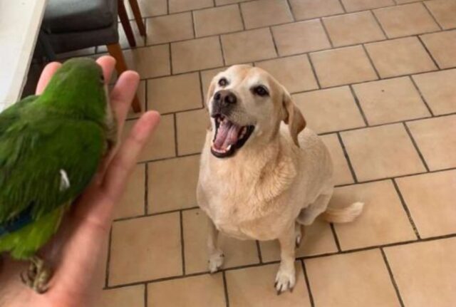 Il cagnolino salva un pappagallo caduto da un nido e resta al suo fianco per farlo sopravvivere