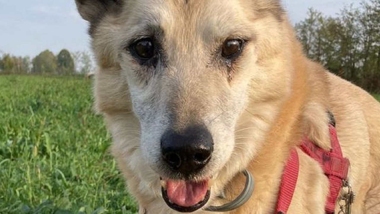 Primo piano del cane anziano