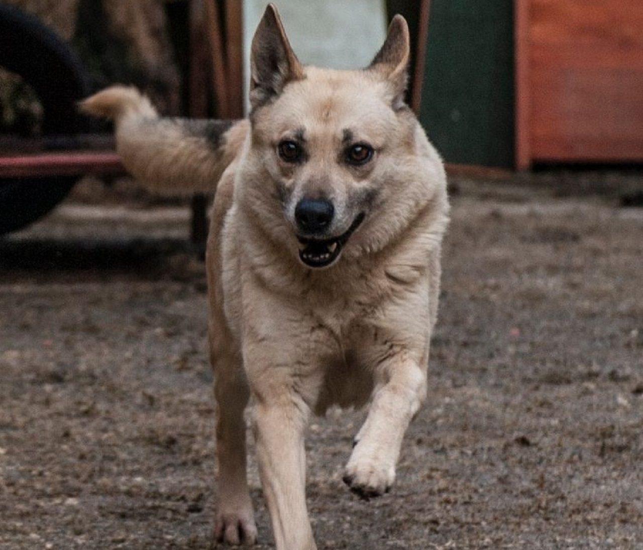 Cane anziano che corre