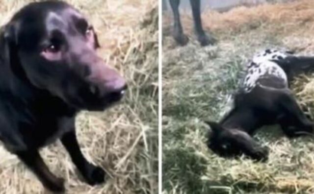 Il cane corre incontro al piccolo puledro appena nato, ma qualcosa purtroppo non va