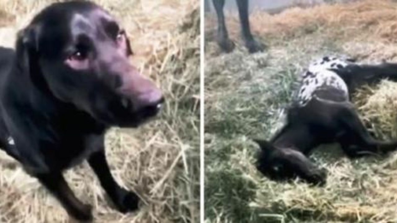 cane e nuovo amico