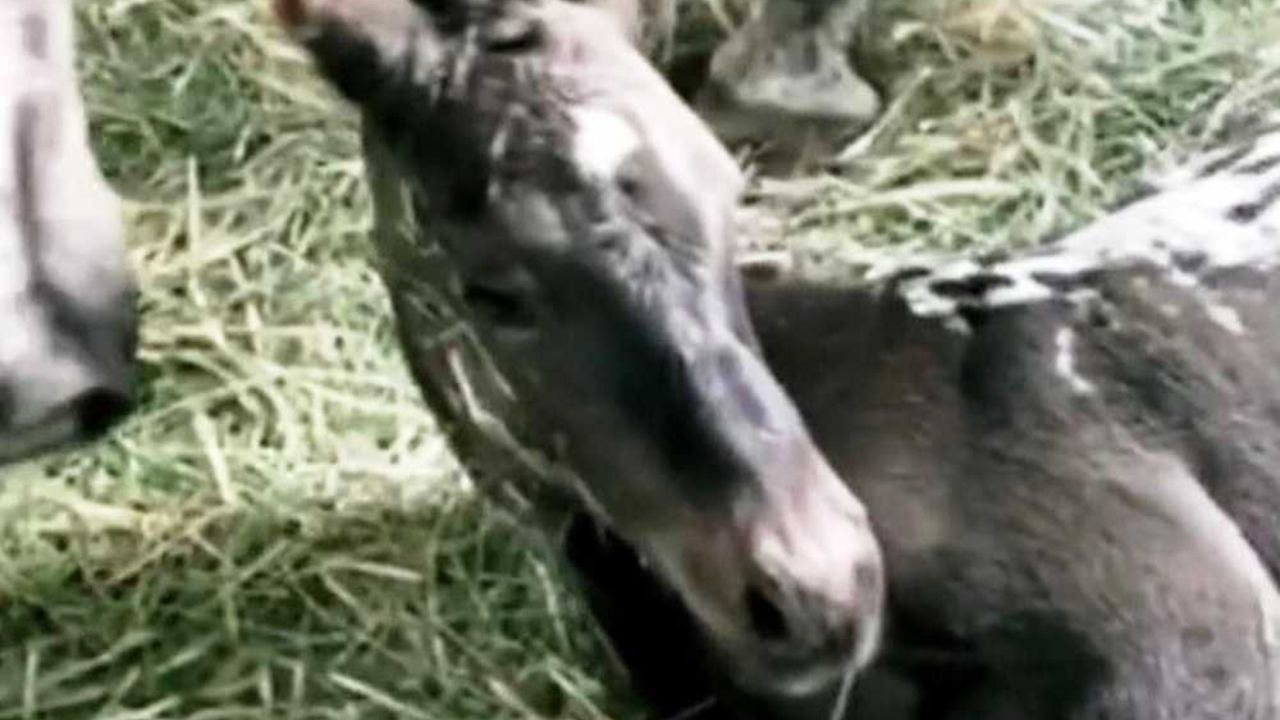 cavallo appena nato