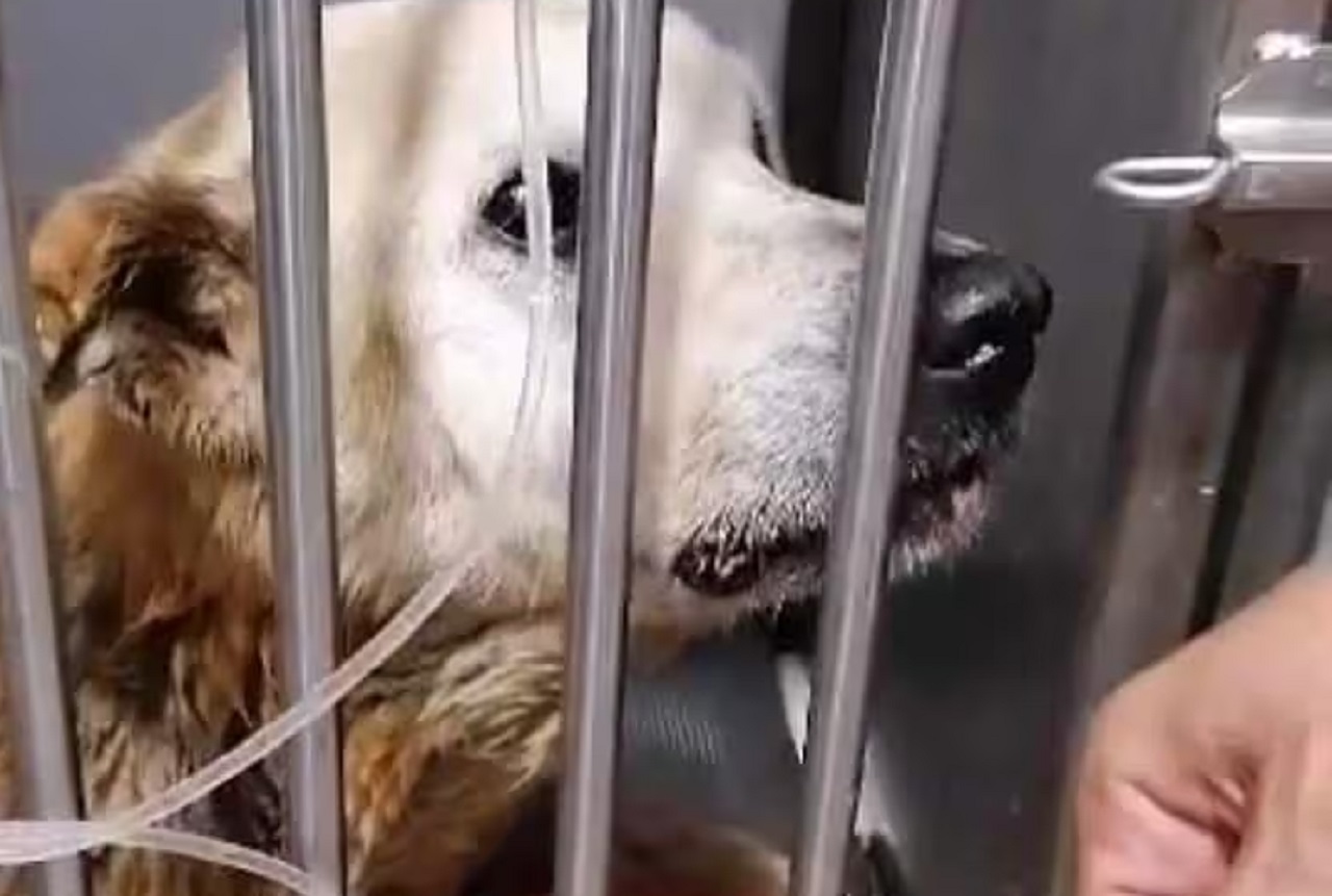 Cane in gabbia