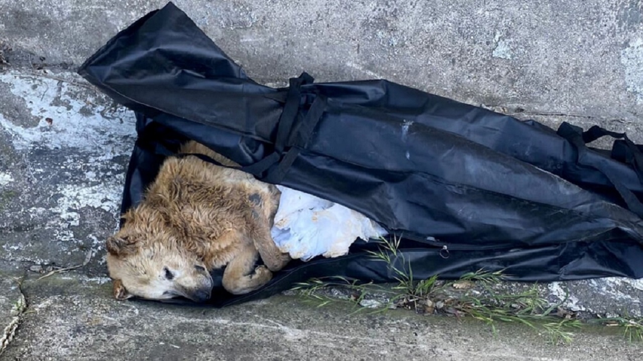 Cane sdraiato in un sacco