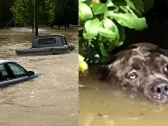 I cani esausti hanno cercato di nuotare e galleggiare per ore pur di non annegare: avevano bisogno di aiuto