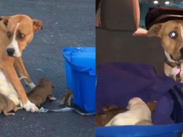 Hanno abbandonato questa cagnolina e i suoi cuccioli nel parcheggio di una chiesa, con crudeltà