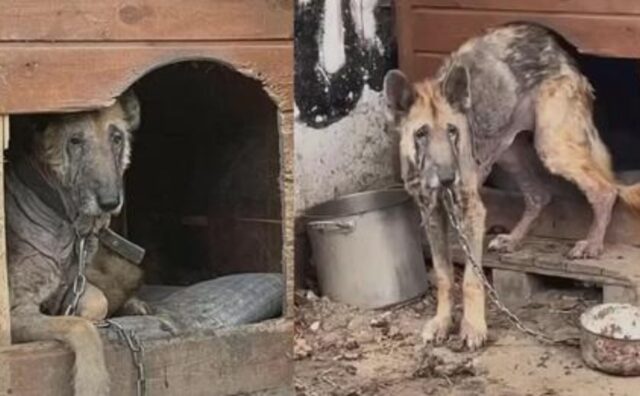 Ha vissuto incatenato per moltissimo tempo: poi, questo cane si è trasformato incredibilmente