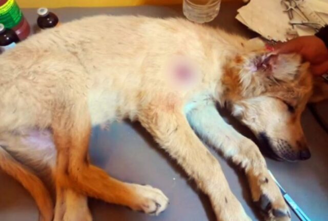 È successo in un attimo: il motociclista cattura il momento in cui un cane viene lanciato fuori da una macchina