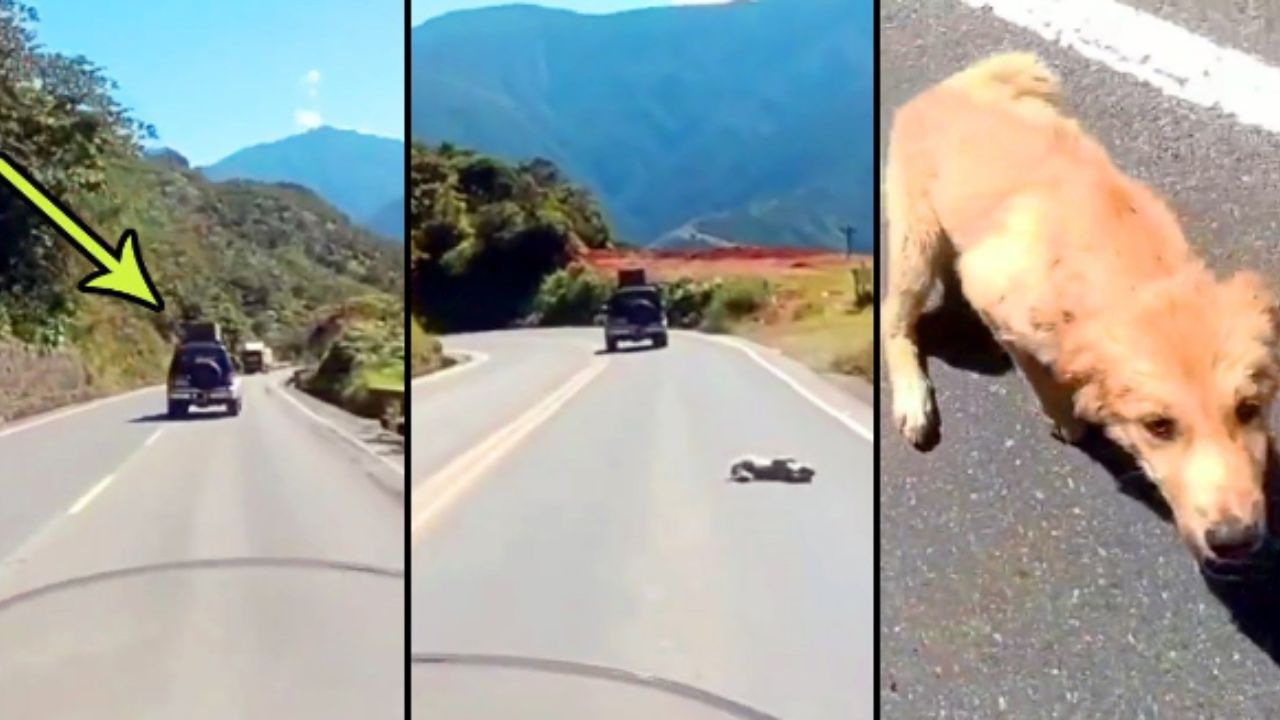 cane lanciato in strada