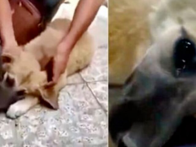 Il padrone era un drogato e la maltrattava: la cagnolina ha pianto quando finalmente è stata messa al sicuro