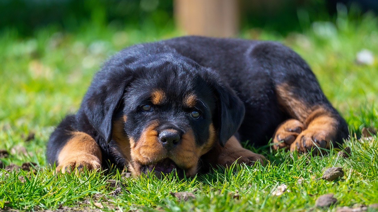 Rottweiler sdraiato sul prato