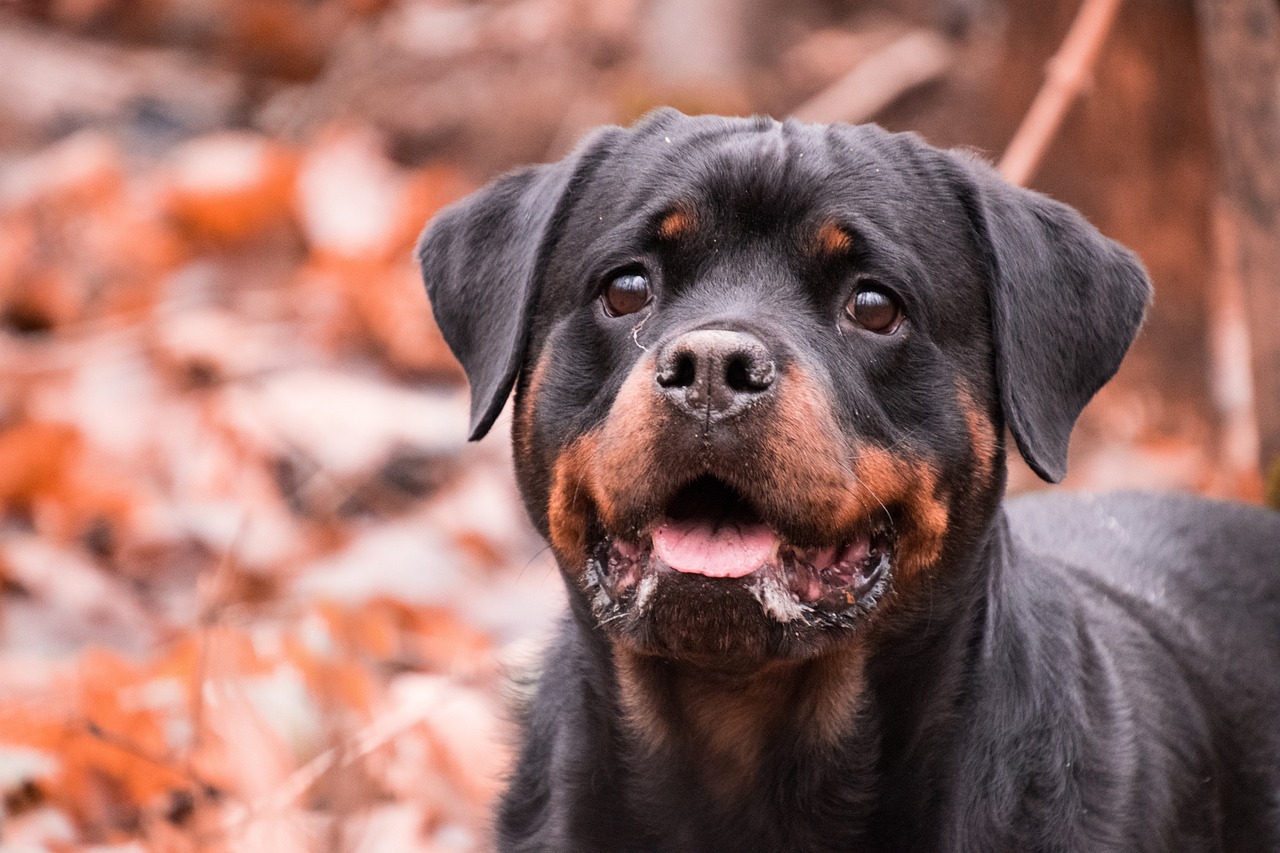 Giovane cane Rottweiler