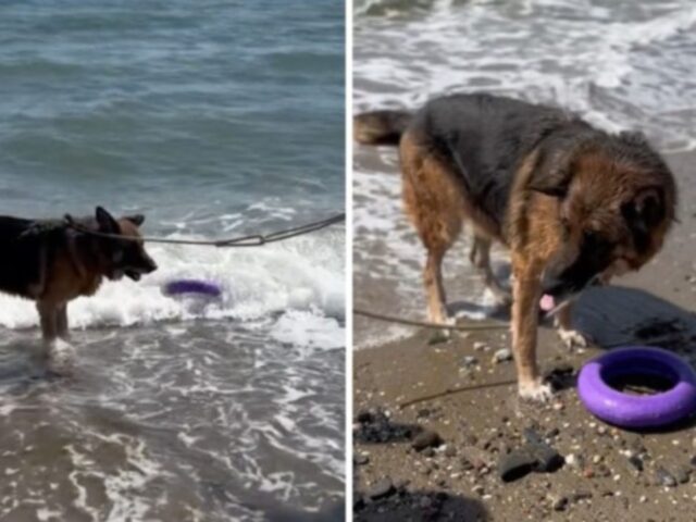 Il cane più anziano di un canile ha trascorso il giorno più bello della sua vita uscendo e facendo il bagno in spiaggia
