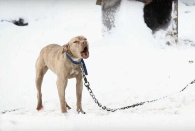 Era incatenato nella neve ma ha fatto un ultimo sforzo: il Pit Bull ha chiesto aiuto all’agente di polizia