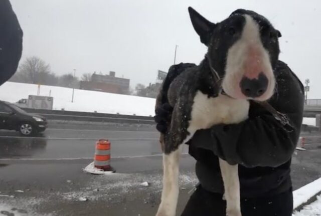 Il Bull Terrier trovato quasi morente e rassegnato nella neve si scioglie tra le braccia del suo soccorritore