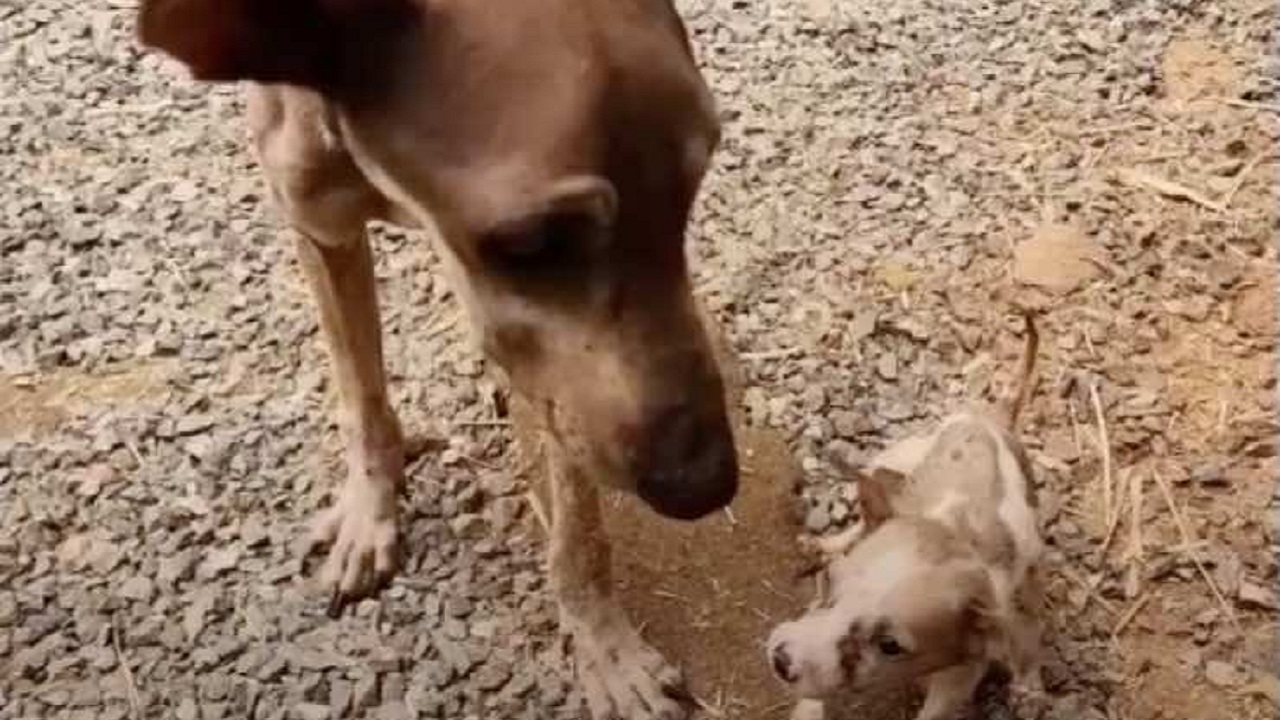 Cane con il cucciolo