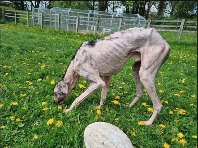Cane più magro mai visto salvato nel South Yorkshire