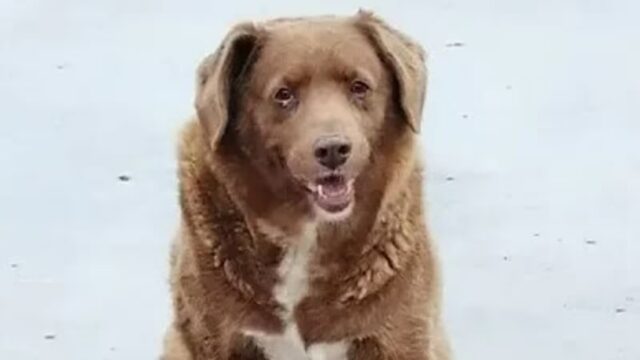 Il cane più vecchio del mondo compie 31 anni: auguri Bobi