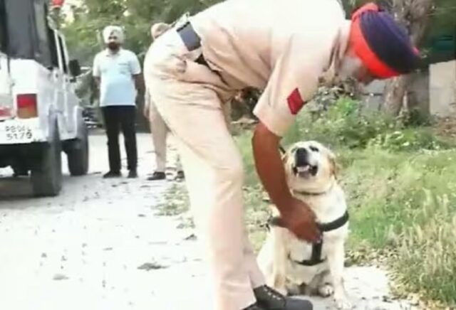 Cane poliziotto in India