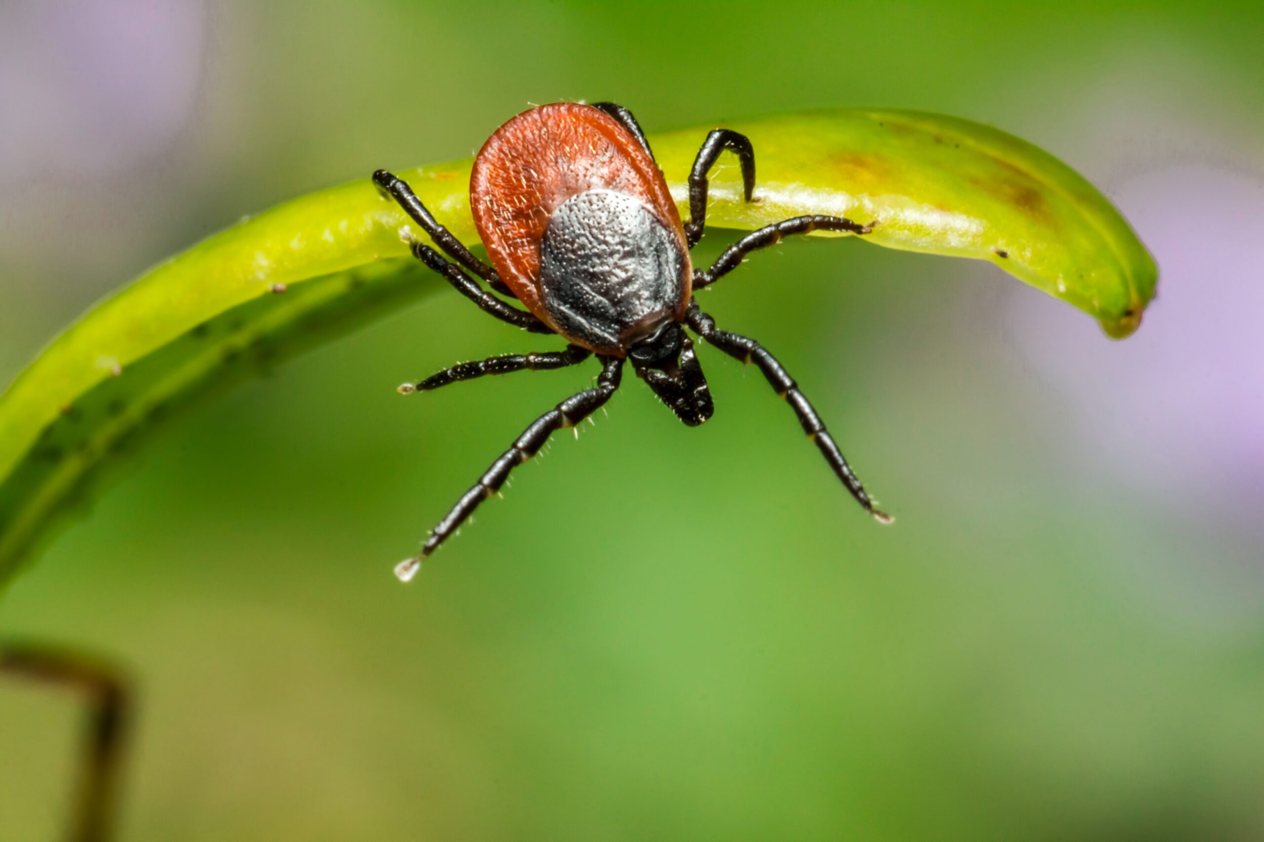 zecca che salta sul cane al microscopio