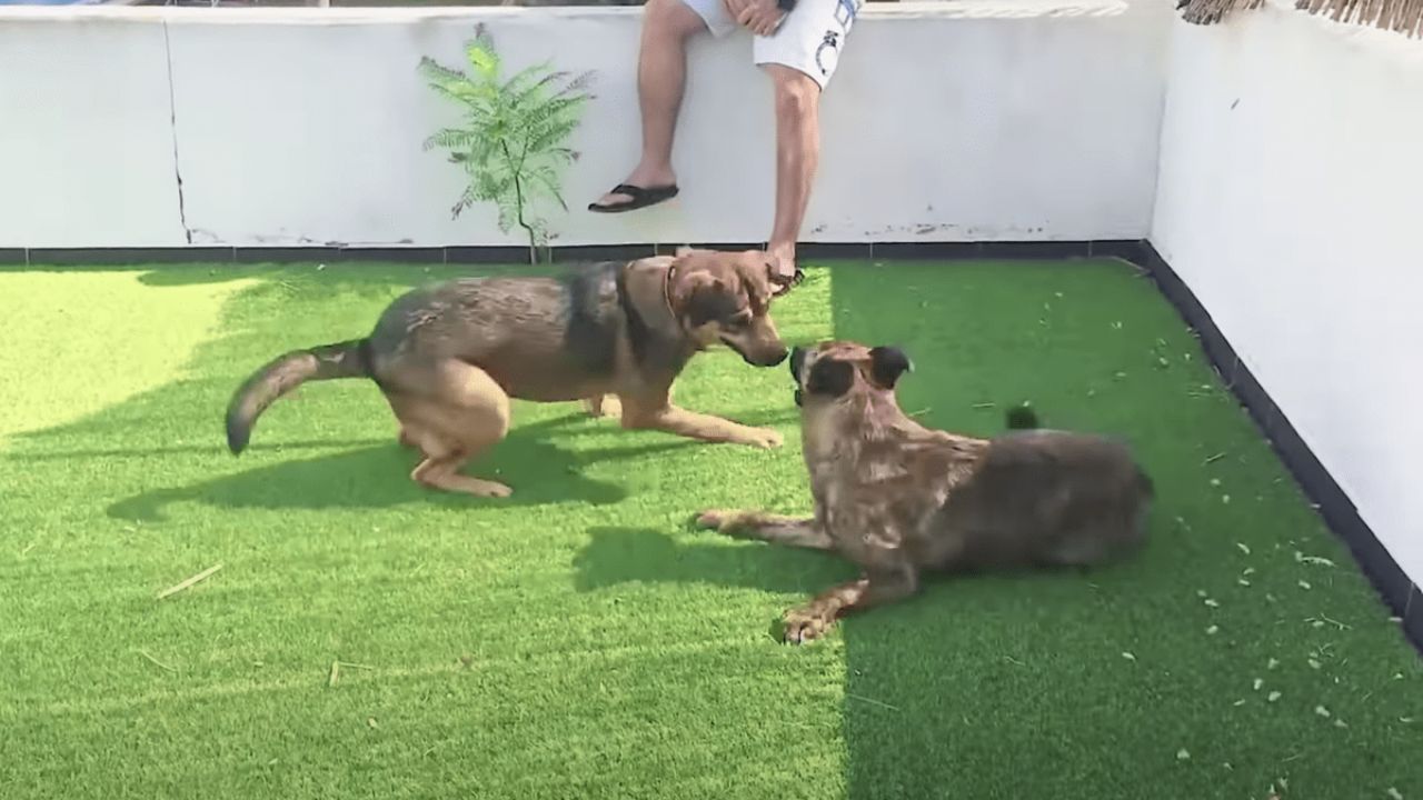 due cani giocano