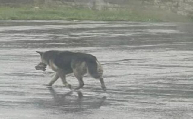 cane da solo al freddo