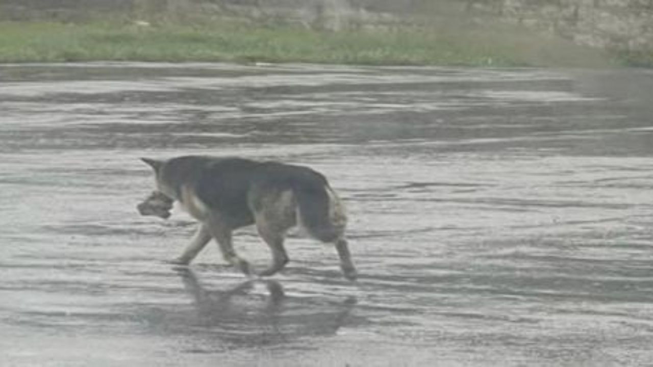 cane da solo