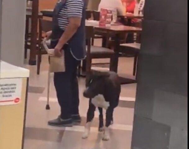 Cane randagio sotto il temporale: i camerieri di un ristorante lo fanno entrare